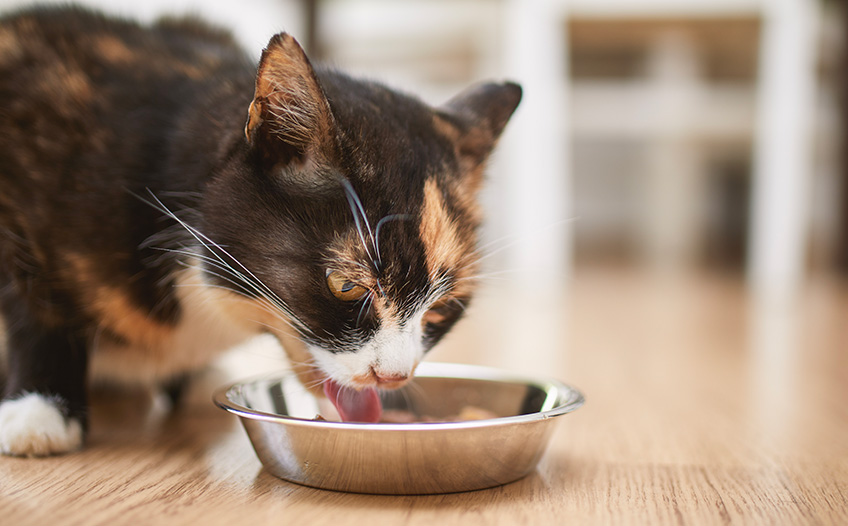 Kot pije wodę z miski