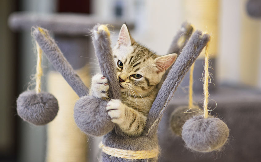 Zabawki dla kota pomagają zwierzęciu pozostać aktywnym